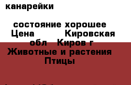 канарейки                                          состояние хорошее › Цена ­ 500 - Кировская обл., Киров г. Животные и растения » Птицы   